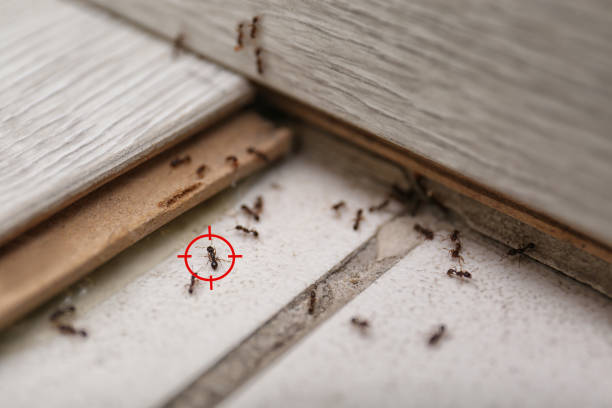 Professional Pest Control in Hazel Green, AL