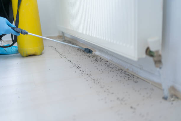 Best Emergency Pest Control  in Hazel Green, AL